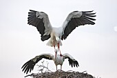 White Stork (Ciconia ciconia) pair mating at nest, Spain