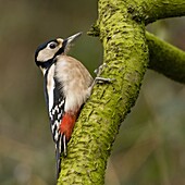 Great Spotted Woodpecker (Dendrocopos major) female, Boxmeer, Netherlands