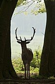 Fallow Deer (Dama dama) stag silhouetted, Elst, Netherlands