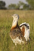 Great Bustard (Otis tarda) displaying, Koros-Maros National Park, Hungary