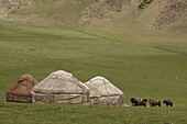 Domestic Horses (Equus caballus) standing near yurts in steppe landscape, Temir Kanat, Kyrgyzstan