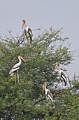 Painted Stork (Mycteria leucocephala) group in a tree, Bharatpur, India