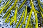 Green Fleece (Codium fragile) algae, Melissant, Netherlands