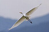 Great Egret (Ardea alba) flying, Florence, Italy