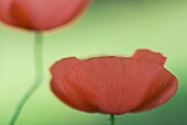 Red Poppy (Papaver rhoeas) pair, Nijmegen, Netherlands