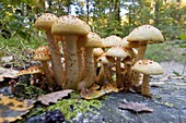 Fat Pholiota (Pholiota adiposa) mushroom cluster, Renkum, Netherlands