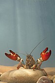 Signal Crayfish (Pacifastacus leniusculus) in defensive posture, Tilburg, Netherlands