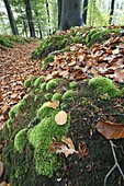 European Beech (Fagus sylvatica) leaf litter forest, Ursel, Belgium