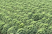 Kale (Brassica oleracea) field, Burgervlotbrug, Netherlands