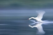 Mute Swan (Cygnus olor) landing, Dordrecht, Netherlands