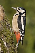 Great Spotted Woodpecker (Dendrocopos major) female, Dordrecht, Netherlands