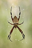 Big-jawed Spider (Nephila sp) on web, Zhangjiajie, China