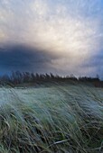 European Beachgrass (Ammophila arenaria) blowing in wind,  Netherlands