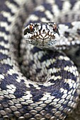 Common European Adder (Vipera berus) male, Netherlands