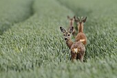 Western Roe Deer (Capreolus capreolus) trio in a wheat field, Netherlands