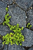 Sea Sandwort (Honckenya peploides) growing from between cracks in rock, Netherlands
