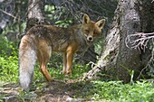 Red Fox (Vulpes vulpes), Alps, Switzerland