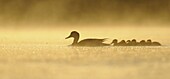Ducklings following their mother, Heteren, Netherlands