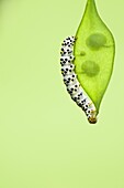 Water Betony Moth (Shargacucullia scrophulariae) caterpillar on Perennial Honesty (Lunaria rediviva) seeds, Nijmegen, Netherlands