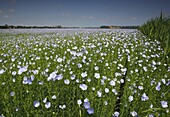 Common Flax (Linum usitatissimum) field blooming, Blankenberge, Belgium