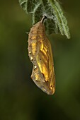 Painted Lady (Vanessa cardui) pupa, Dordrecht, Netherlands