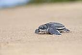 Leatherback Sea Turtle (Dermochelys coriacea) hatchling walking over beach to sea, Babunsanti Beach, Surinam