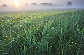 Common Reed (Phragmites australis) in marshland, Oudenaarde, Belgium