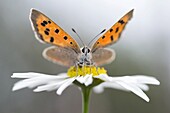 Small Copper (Lycaena phlaeas) butterfly on Daisy, Netherlands
