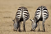 Zebra (Equus quagga) pair grazing, Kenya