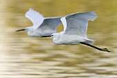 Little Egret (Egretta garzetta) pair flying, Florence, Italy