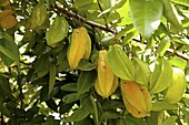 Carambola (Averrhoa carambola) ripe and unripe fruits, Tamanredjo, Surinam