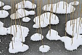 Stalks of vegetation surrounded by snow in frozen lake, Wassenaar, Netherlands