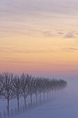Tree rows in winter landscape at sunset, Zuidland, Netherlands
