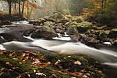 River rushing through autumn forest, Ardennes, Belgium
