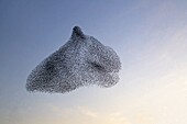 Common Starling (Sturnus vulgaris) flock being chased by a Peregrine Falcon (Falco peregrinus), Utrecht, Netherlands