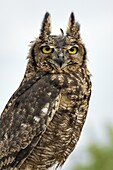 Spotted Eagle-Owl (Bubo africanus), Netherlands