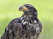 Bald Eagle (Haliaeetus leucocephalus) juvenile, Netherlands