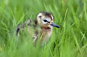 Black-tailed Godwit (Limosa limosa) day-old chick, Waterland, Netherlands