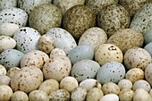 Bird eggs, The Hague, Netherlands