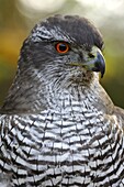 Northern Goshawk (Accipiter gentilis), Netherlands