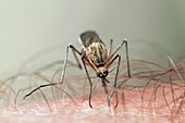 Mosquito biting into a human arm, Europe