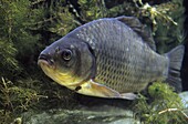 Crucian Carp (Carassius carassius), Wateringen, Netherlands