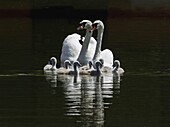 Mute Swan (Cygnus olor) family with seven young, Deventer, Netherlands