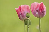 Opium Poppy (Papaver somniferum), De Biesbosch, Netherlands