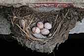 Barn Swallow (Hirundo rustica) nest with four eggs, Oderdelta, Poland