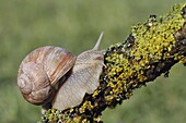 Edible Snail (Helix pomatia), Hellenthal, Germany