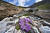 Moss Campion (Silene acaulis), Heiligenblut, Austria