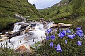 Earleaf Bellflower (Campanula cochlearifolia) near a mountain river, Hohe Tauern National Park, Austria