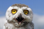 Snowy Owl (Nyctea scandiaca) chick calling, Netherlands