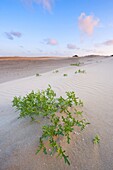 Dunes along coast at sunset, Netherlands